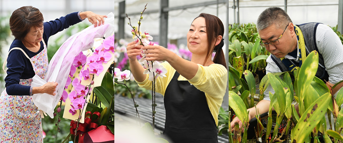 プレミアム胡蝶蘭人気の秘密