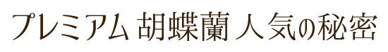 プレミアム胡蝶蘭人気の秘密